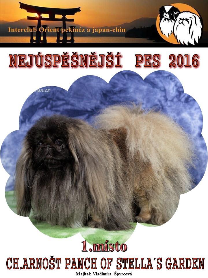 PEKINGSKÝ PALÁCOVÝ PSÍK - VÝSLEDKY NEJÚSPĚŠNĚJŠÍ PES KLUBU ICO ROKU 2016 