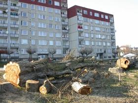 Zábřeh Oborník probírka lipové aleje VÝSLEDKY V následujícím přehledu jsou uvedeny v abecedním pořádku všechny zjištěné druhy brouků čeledí Elateridae (64 druhů), Lissomidae (1 druh), Melasidae (5