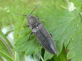 213 Elateridae, Lissomidae, Melasidae a Throscidae Zábřežska Pro přežití tohoto druhu by bylo vhodné na některých místech zrušit nesmyslnou kanalizaci koryta Bušínovského potoka a umožnit tak jeho