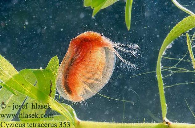 Eubranchipus grubii (foto J.