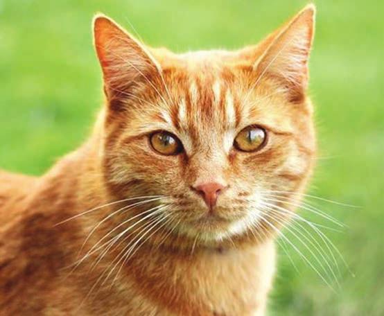 Je důležité, aby se správně zregenerovalo a mělo zase svoji sílu. narozená štěňátka a mají problémy s kojením? Přisají se, ale pijí jen velmi krátce?