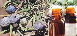 PHYTOLACCA DECANDRA 9 C zatvrdlé zduřelé slinné žlázy. Bolest uší při polykání. V důsledku nachlazení se někdy objeví chrapot. Hlas se stává hlubším, nebo vyšším, nemocnému se nemluví dobře.