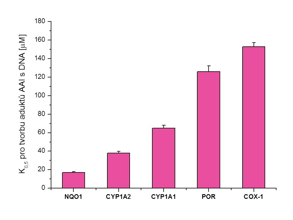Úvod Na základě struktury aduktů AA s DNA, které byly nalezeny v ledvinách pacientů s AAN a BEN (Schmeiser et al., 1996; Bieler et al., 1997; Arlt et al.