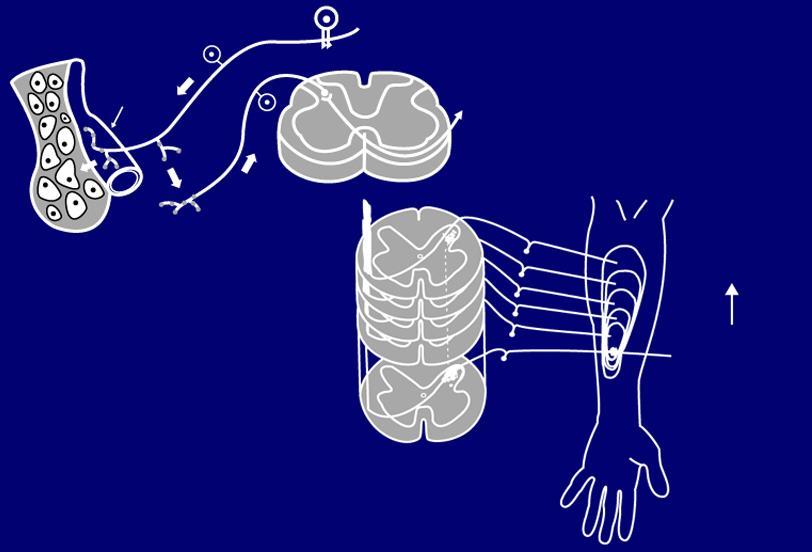 Mechanismus periferní sensitizace Fields, 1987; Willis, 1992.