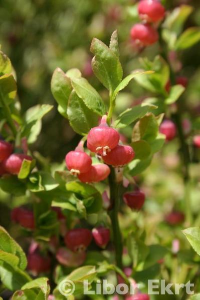 čeledi Ericaceae (Vaccinium, Ledum) erikoidní mykorhiza akvizice NH