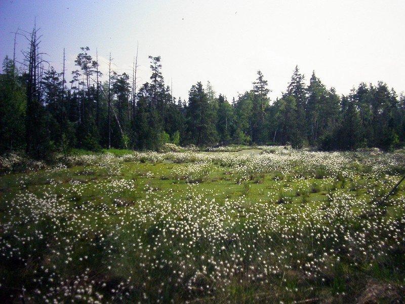 dekompozice tvorba humolitu (rašelina, slatina),