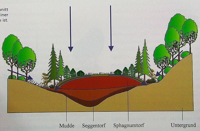 minerotrofní hydrologie způsob sycení vodou (srážková vs.