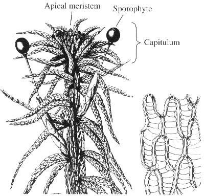 Rašeliníky (Sphagnum) Jednoduchá struktura