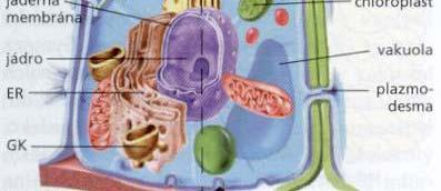 membránou kompartmentace mitochondrie a plastidy,