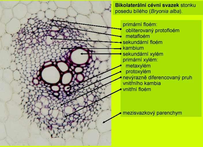 Vodivá pletiva Typy uspořádání Cévních svazků bikolaterální Bryonia