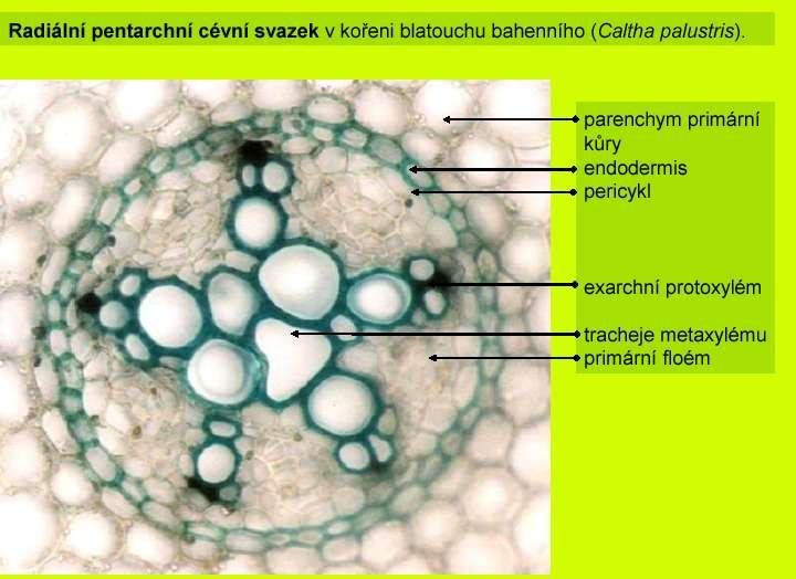 Vodivá pletiva Typy uspořádání Cévních svazků Radiální svazek cévní: kořen Více v