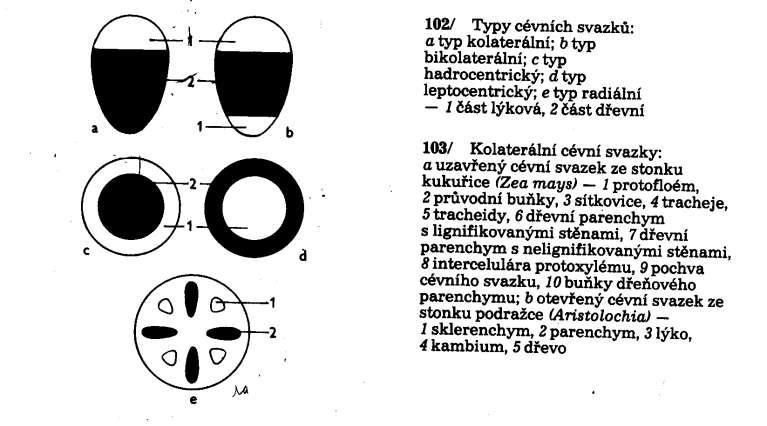 Vodivá pletiva Typy uspořádání Cévních svazků Kolaterální bikolaterální Hadrocentrický -