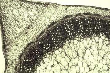 trichomy Krycí pletiva: emergence multi-cellular trichomes emergence vznikají z pokožky i z hlouběji ležících pletiv trny (Rosa, Rubus, Aesculus): epidermis, parenchym, mechanické pletivo, cévní