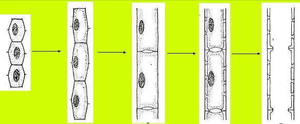 vodivá pletiva XYLÉM Ontogenetický vývoj tracheje z meristematických buněk.