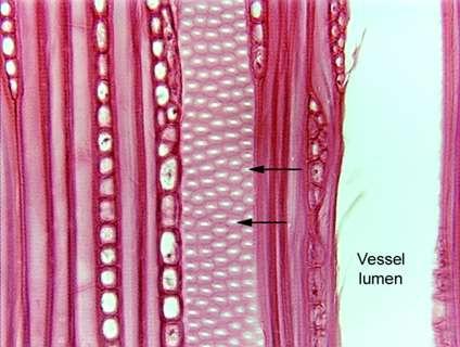 XYLÉM: ztenčeniny Cévní element: dvůrkatě ztloustlá BS: Longitudinal section of wood of