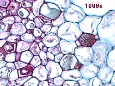 Vodivá pletiva Floém Články sítkovic: sítkové desky, Průvodní buňky: velká jádra, metabolicky aktivní http://images.google.com/imgres?imgurl=http://botit.botany.wisc.