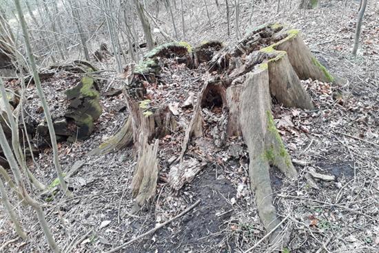 Čerstvě zlomený dub osídlený druhy Lacon querceus, Ampedus cardinalis, Pycnomerus