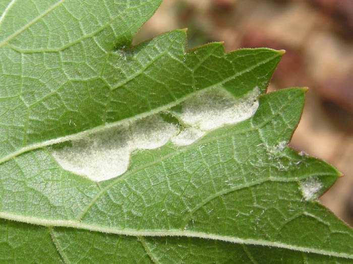 4: Příznaky napadení vlnovník révový Obr. č.5: Příznaky napadení vlnovník révový (www.biolib.cz, foto: J. Novák) (www.biolib.cz, foto: J. Novák) Ochrana Principy ochrany jsou podobné jako u hálčivce révového.