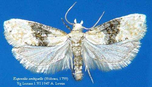 Biologie Obaleč jednopásý dosahuje délky 6-7 mm s rozpětím křídel 13-15 mm.