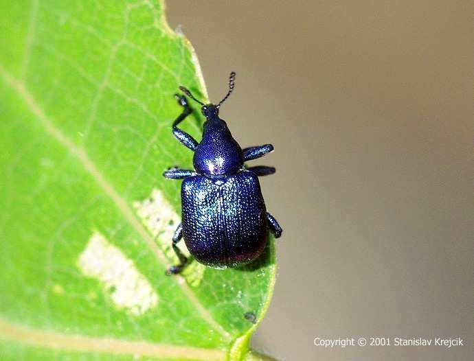 3.3 Další škůdci révy vinné Zobonoska révová Byctiscus betulae (Linnaeus, 1758) Taxonomie Říše: Animalia živočichové Kmen: Arthropoda členovci Třída: Insecta hmyz Řád: Coleoptera brouci Čeleď: