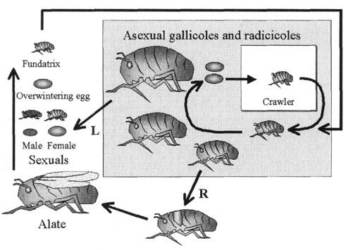 Někdy se nádorky objevují i na listech. Důsledkem silného napadení kořenů dochází k hynutí keřů (HLUCHÝ. et. al., 2007). Obr. č.18:mšička révokaz (www.old.padil.gov.au) Obr. č.19 : Poškození (www.