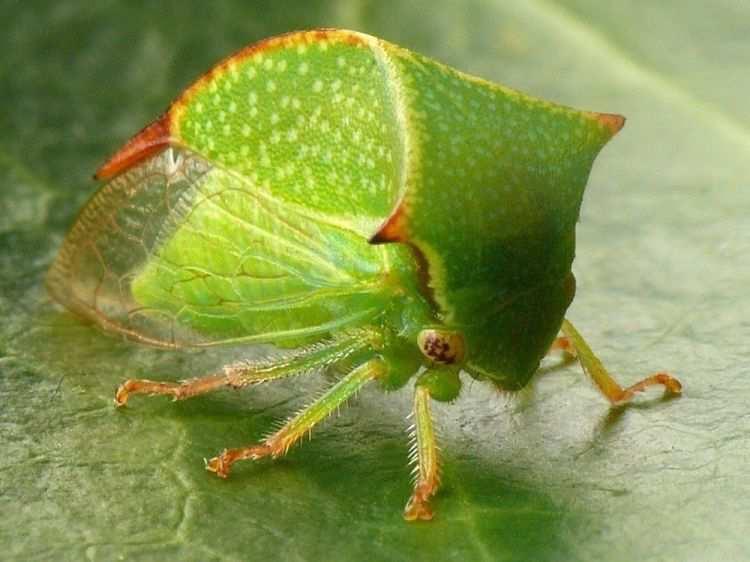 Ostnohřbetka ovocná Stictocephala bisonia (Kopp & Yonke, 1977) Taxonomie Říše: Animalia živočichové Kmen: Arthropoda členovci Třída: Insecta hmyz Řád: Hemiptera polokřídlí Čeleď: Membracidae