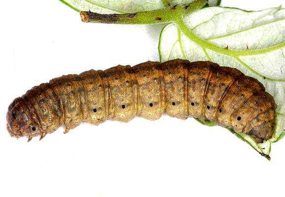 Lepidoptera motýli Čeleď: Noctuidae můrovití (www.jikl.