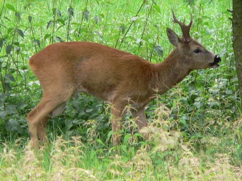 32: Králík divoký (www.biolib.cz, foto: R.