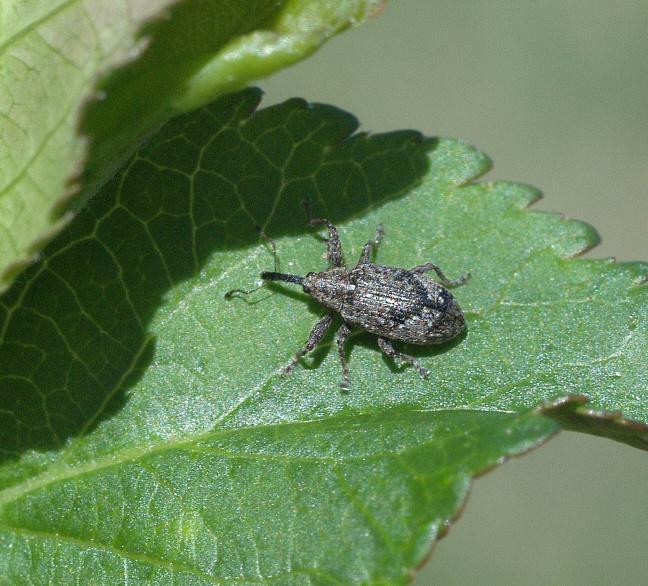 Obr.5: Anthonomus