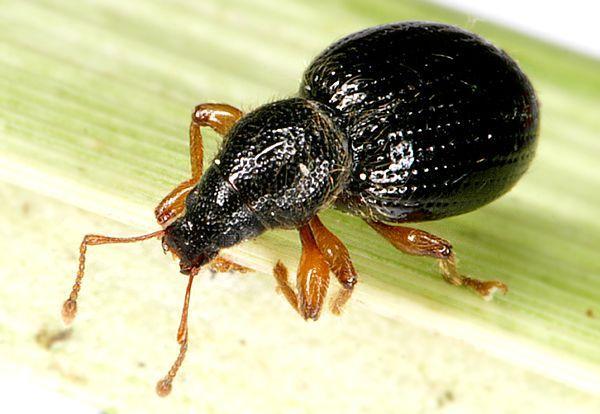 araneiformis (foto