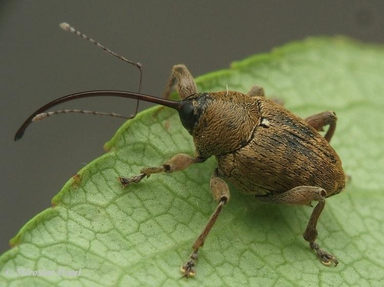 Obr.8: Curculio