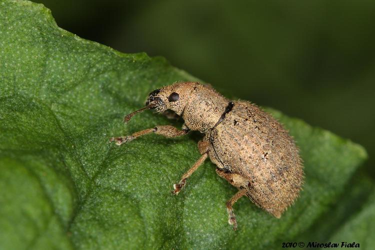 argentatus (foto Trevor,