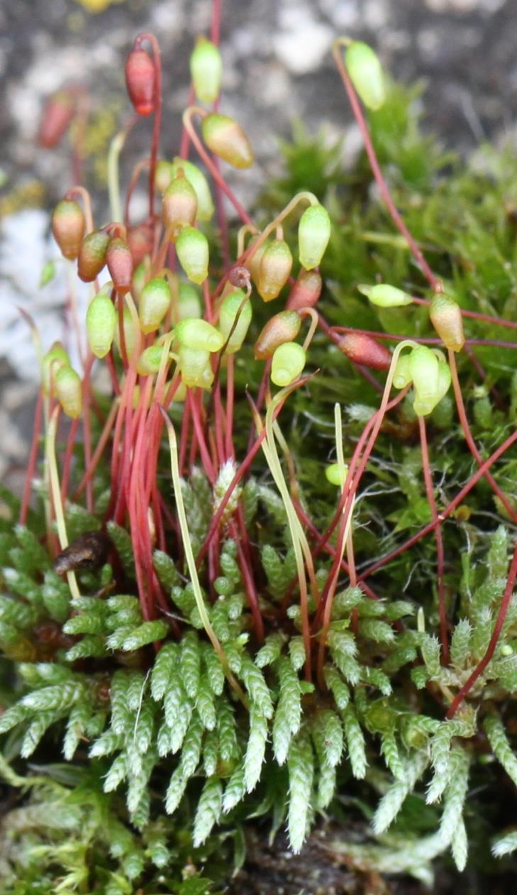 Bryum argenteum Hedw. prutník stříbřitý Celkový vzhled: husté stříbřitě zelené trsy, či polstáře, hnědočervené lodyhy.