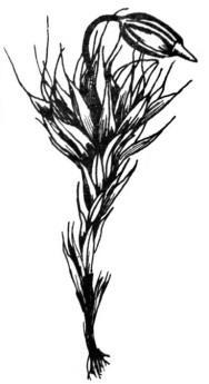 Grimmia pulvinata (Hedw.) Sm.