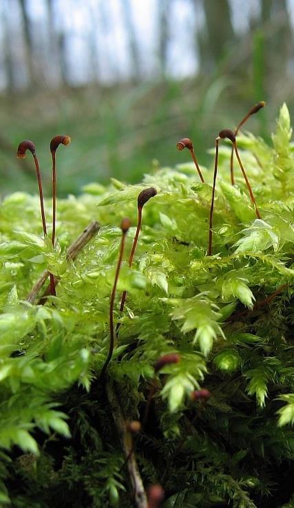 Brachythecium rutabulum (Hedw.) Schimp. baňatka obecná Celkový vzhled: statný, tmavě až světle zelený mech.