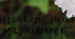 josefovskelouky.cz 1. 9. Netopýří rok na Josefovských loukách; www.josefovskelouky.cz 8. 10. 9. Víkend ČSO pro rodiny s dětmi na Blatensku; www.birdlife.cz 30. 9. 1. 10. Festival ptactva; www.