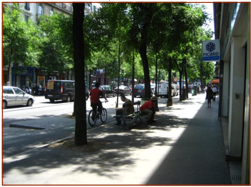 Obr. 6: Nástin návrhu malých stromů v Legerově ulici. (Zdroj: OCP MHMP.) Obr.