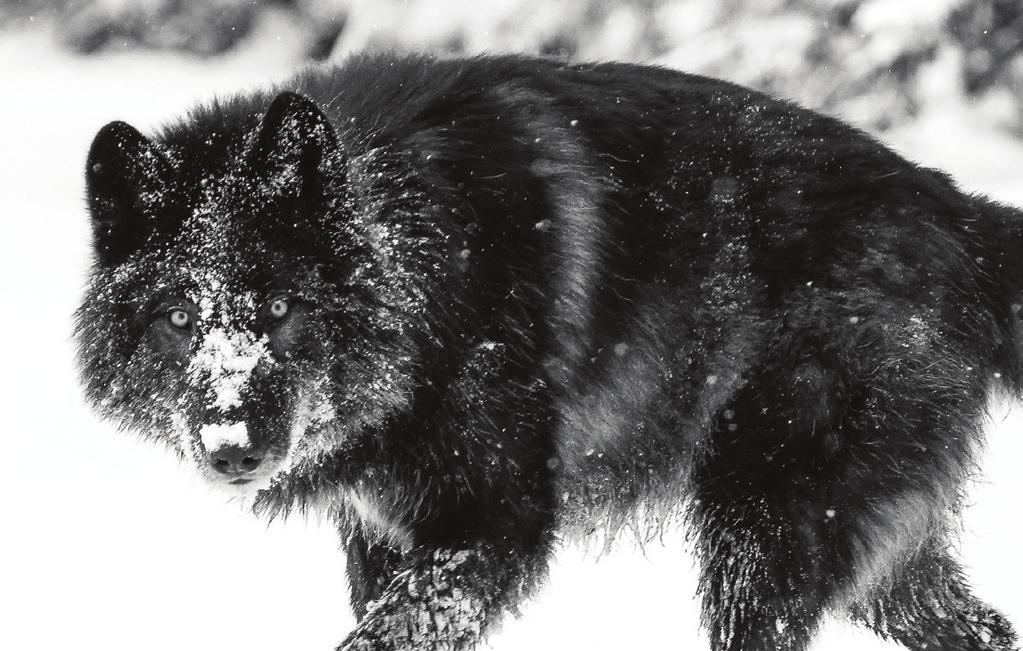 ADULT DOG 90 % 10 % 0 % KUŘATA KRŮTY RYBY VEJCE ZELENINA OVOCE ROSTLINNÝ PŮVOD OBILÍ BRAMBORY GMO REGIONAL RED 90 % 10 % 0 % ČERVENÁ MASA VOLNĚ LOVENÉ RYBY ZELENINA OVOCE ROSTLINNÝ PŮVOD OBILÍ