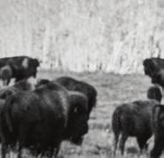 Proto se krmivo ORIJEN vyrábí v našich vítězně oceňovaných kuchyních z čerstvých surovin od