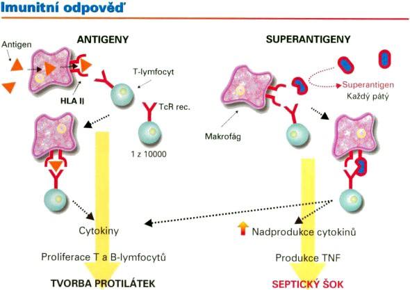 Superantigeny www.zuova.