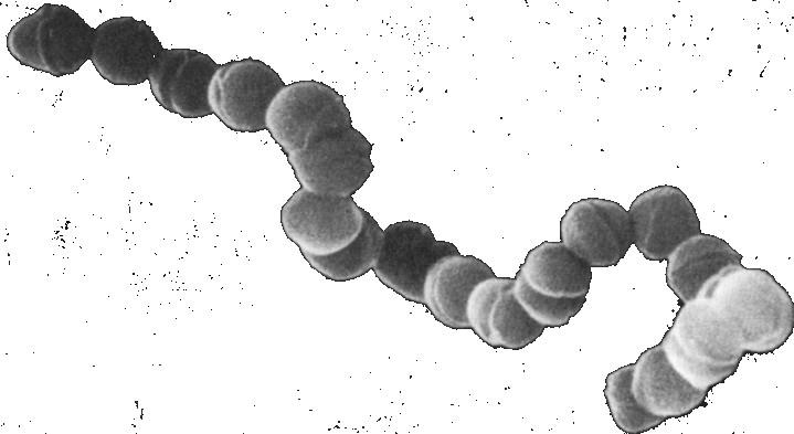 http://www.uni-tuebingen.de Streptococcus pyogenes strepto = v řetízcích, pyo-genes = hniso-tvorný Streptococcus pyogenes je známý jako původce angíny (akutní tonsilitidy).
