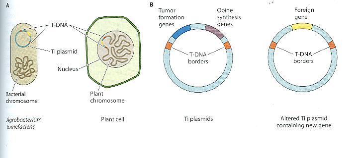 JENŽE podstatně VYLEPŠENÁ Divoký plasmid tvoří rostlinné