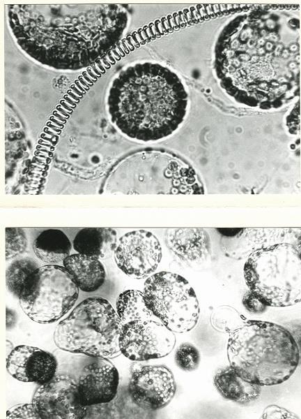 česnek Protoplastová