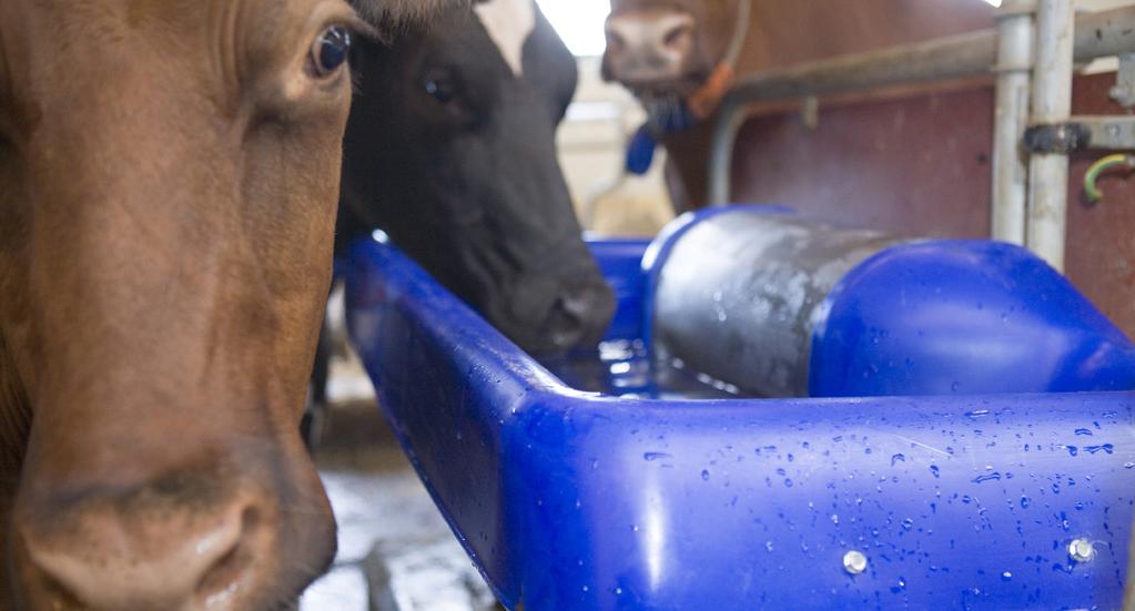 DeLaval napájecí žlaby a napáječky V prostředí volného ustájení jsou klíčovými faktory pro zásobování vodou