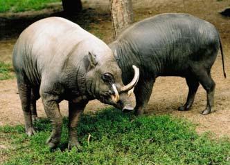 všežravci prasatovití (Suidae) babirusy1,