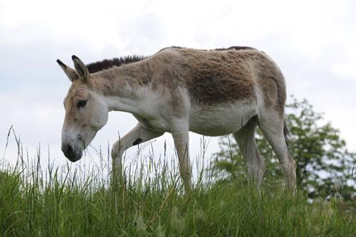 Equidae (koňovití), 1+1