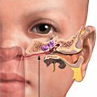 růst dutiny nosní ústí tuba auditiva se vzdaluje měkkému