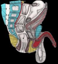 Konečník (rectum) Novorozenec chybí flexura sacralis (os sacrum plochá) ampulla recti