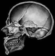 rok párové dutiny v čelní kosti velikosti hrášku 7.-8.