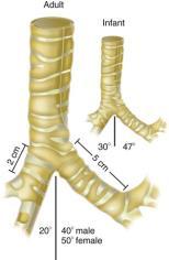 intercartilaginea a intermembranacea 1 : 1 (dospělý 1 : 3) Postnatálně rima